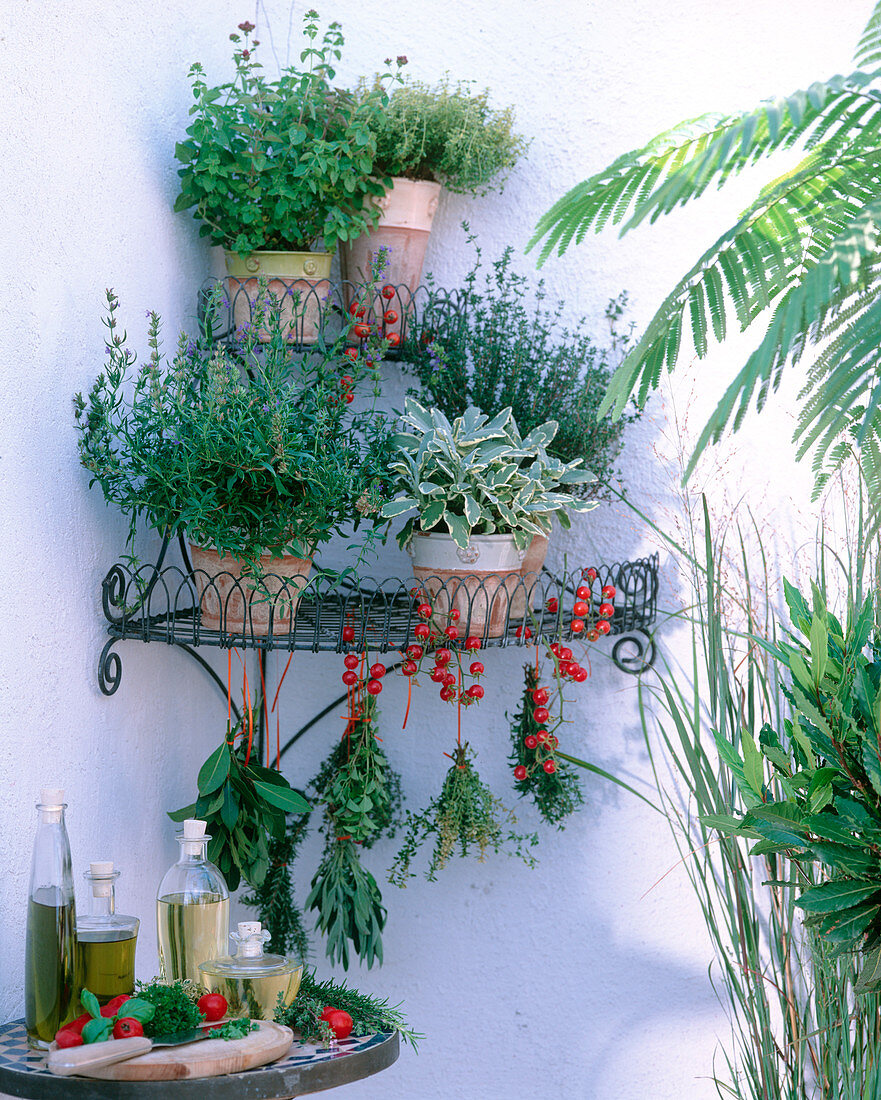 Corner wire shelf with herbs, Origanum, Thymus, Hyssopus