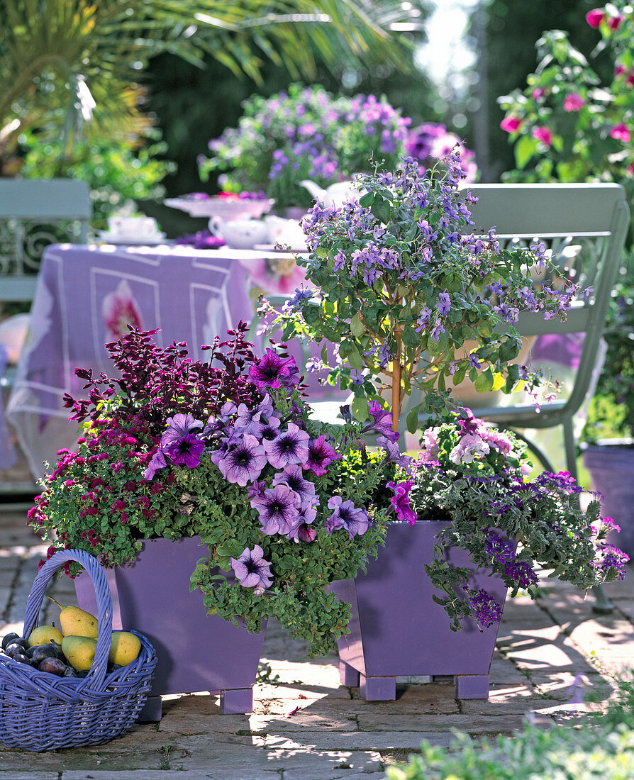Purple tin pots with Ageratum, Salvia, Petunia, Clerodendrum