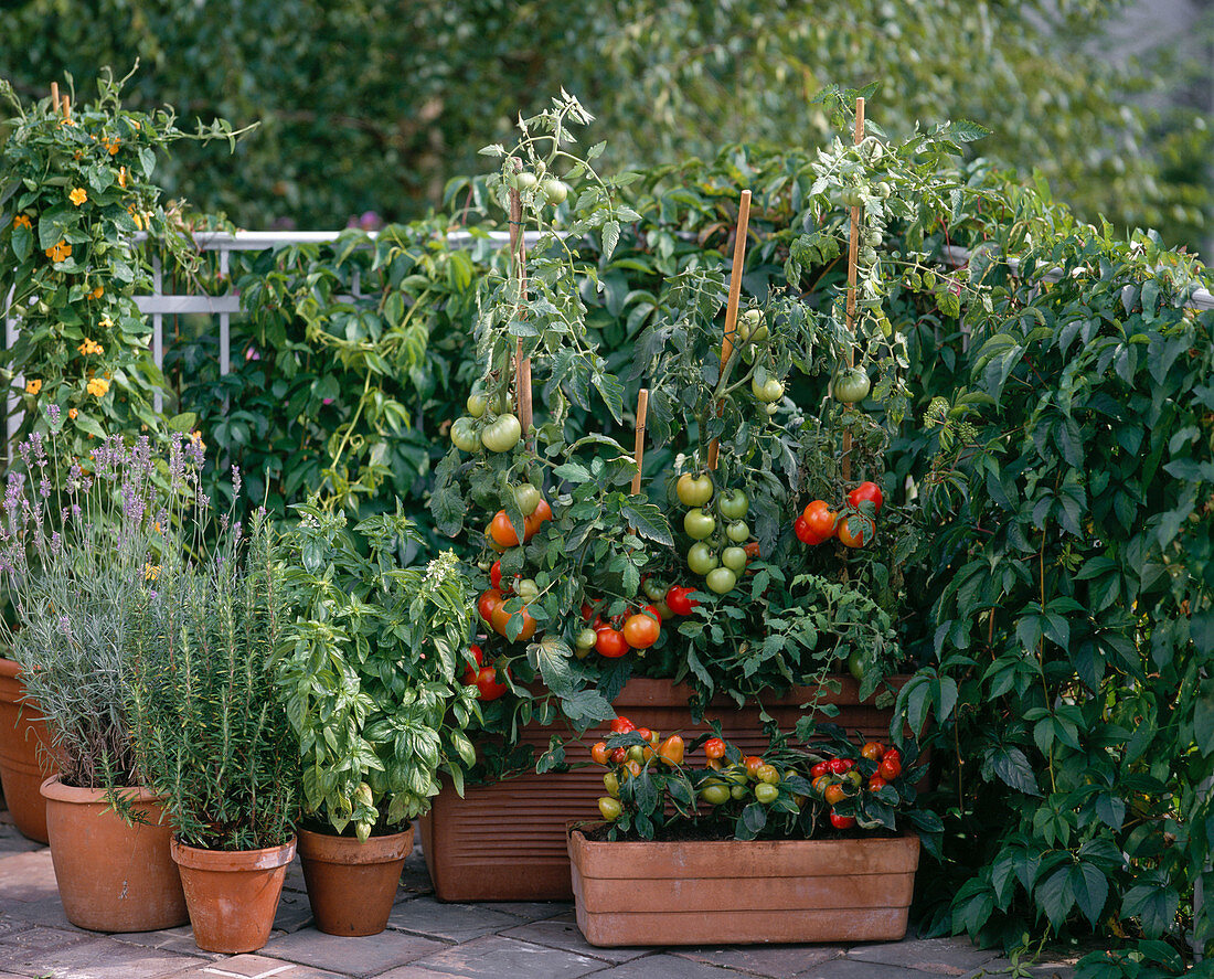 Tomatoes, lavender, rosemary