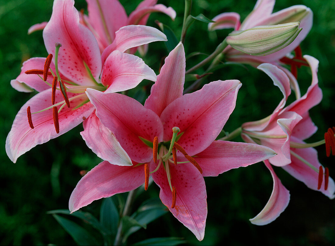 Lilium 'Acapulco' up to 1, 2 meters in height, fragrant