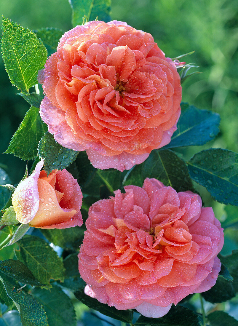 Pink 'Brothers Grimm' (Fairy Tale Rose) by Kordes