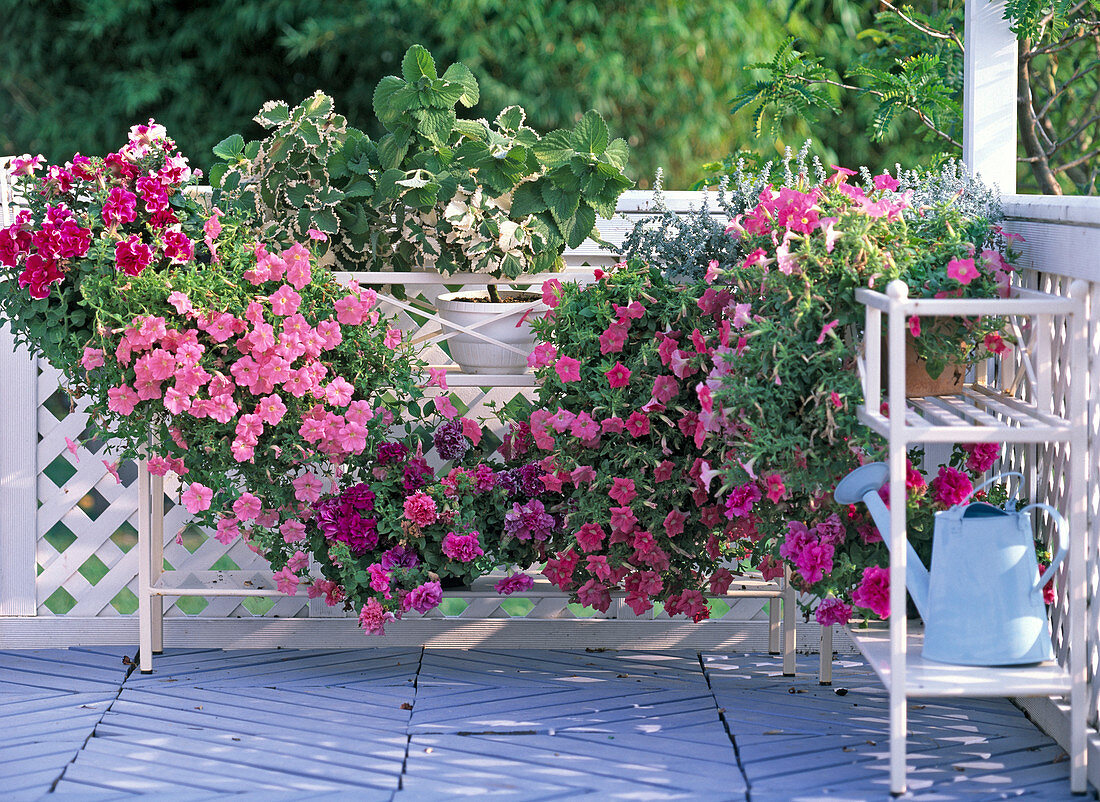 Flower Benches with Petunia 'Double Purple Pirouette' - 'Pearly Wave'