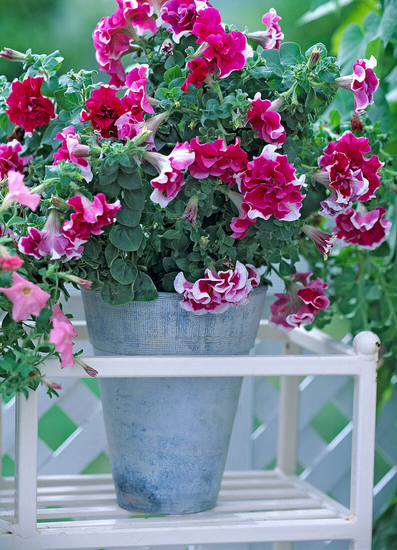 Petunia Hybrid 'Double Purple Pirouette'