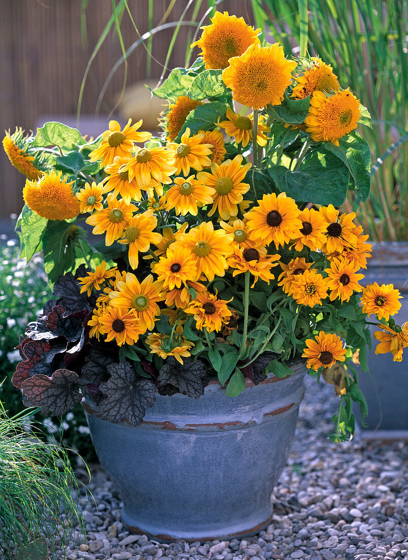 Bowl with Rudbeckia hirta 'Jam', 'Goldilocks' and Prairie Sun'