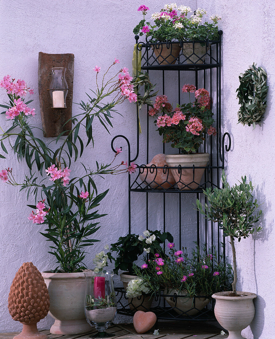 Corner shelf with various geraniums