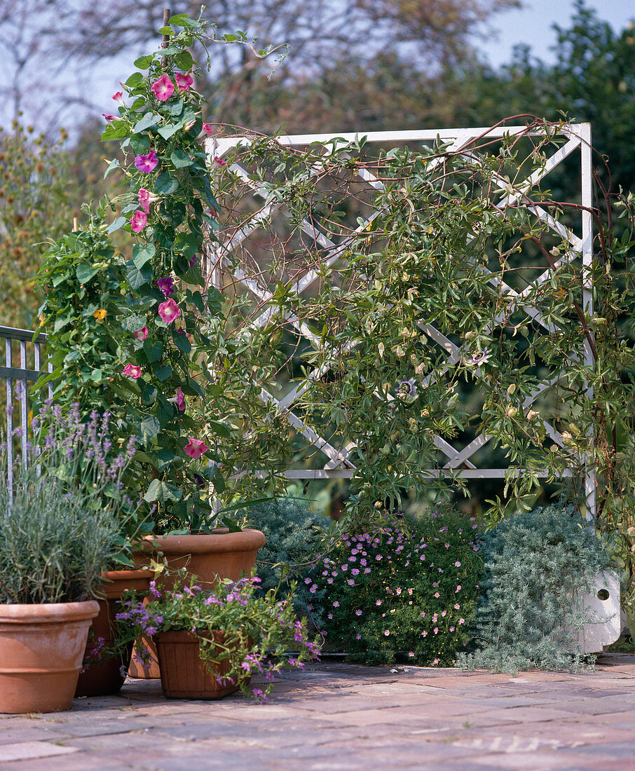 Ipomoea, Lavendel, Scaevola, Passiflora