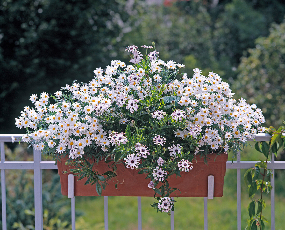 Chrysanthemum frutescens 'Vera'