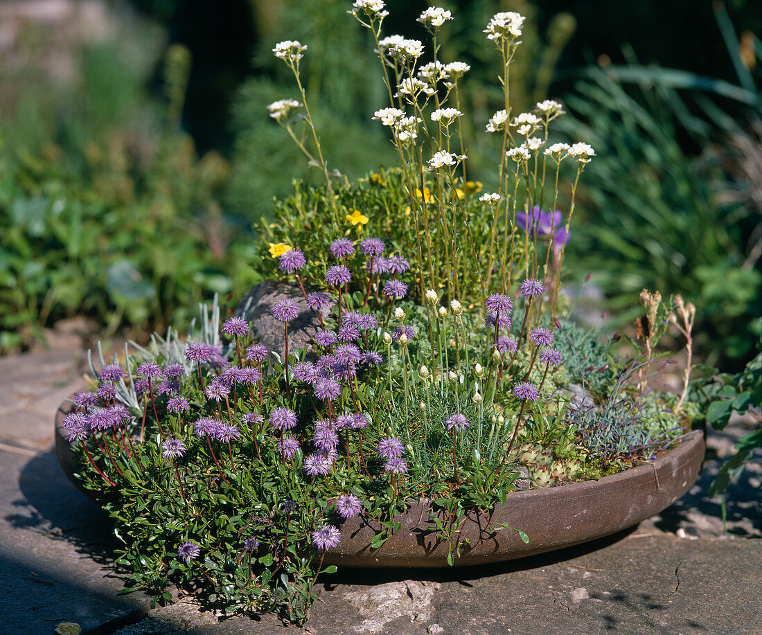 Steingartenstaude: Globularia cordifolia (Kugelblümchen), Armeria caespitoda