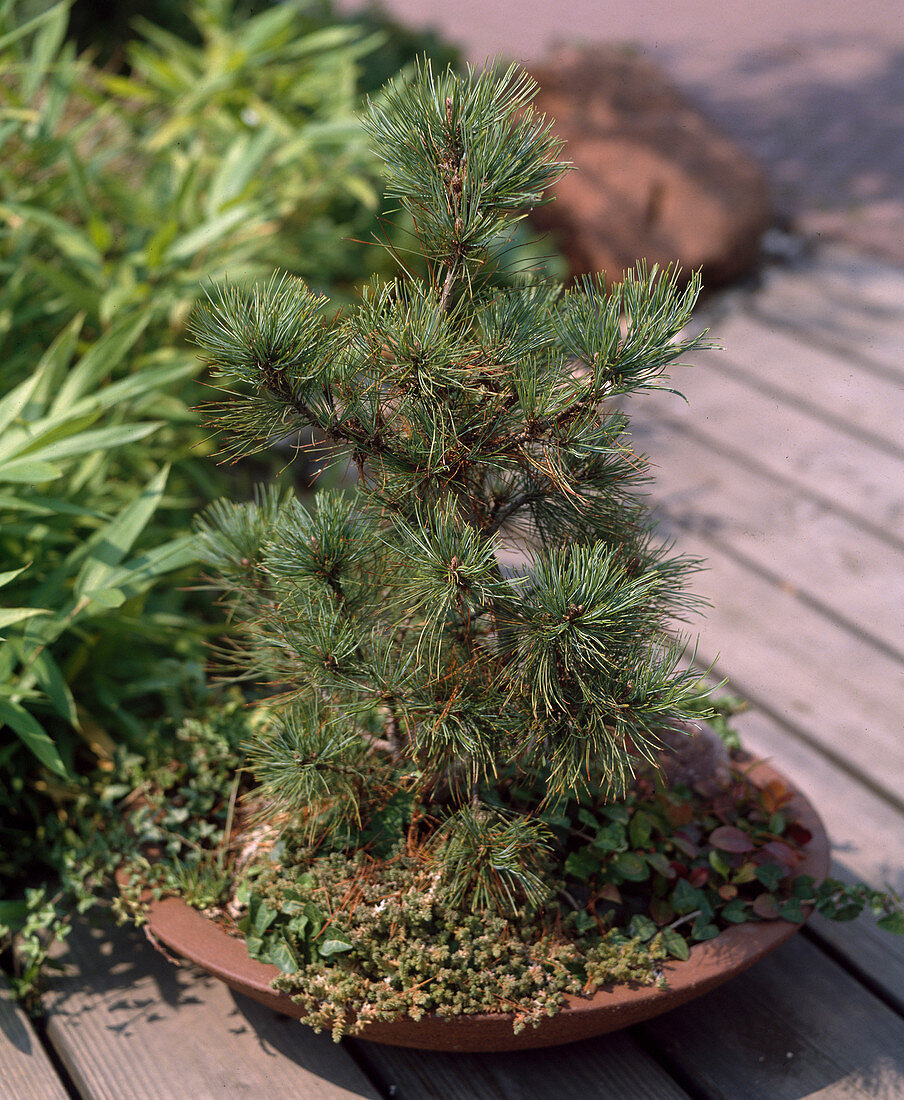 Kiefer parviflora glauca