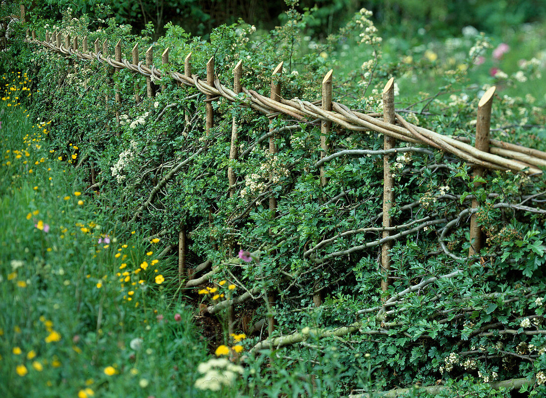 Wicker fence made of Crataegus monogyna (hawthorn)