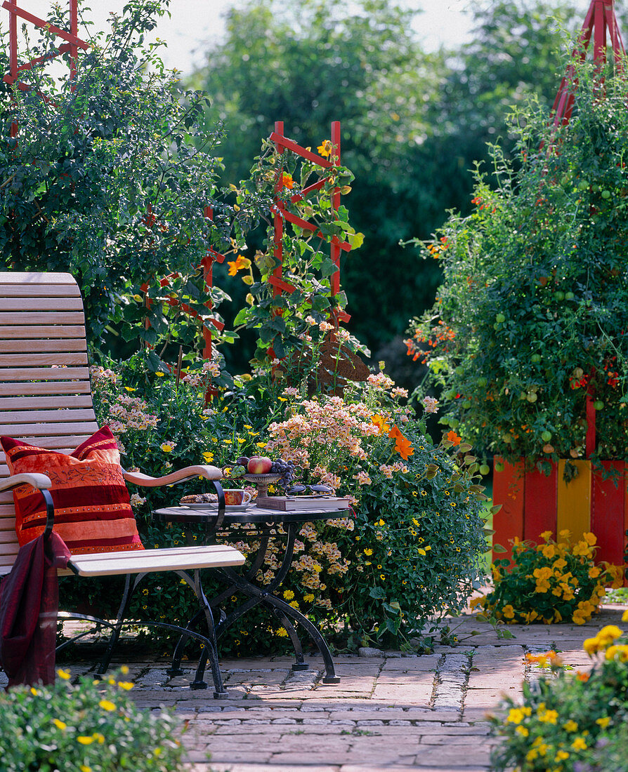 Container mit Kletterspalier orange gestrichen, Sanvitalia