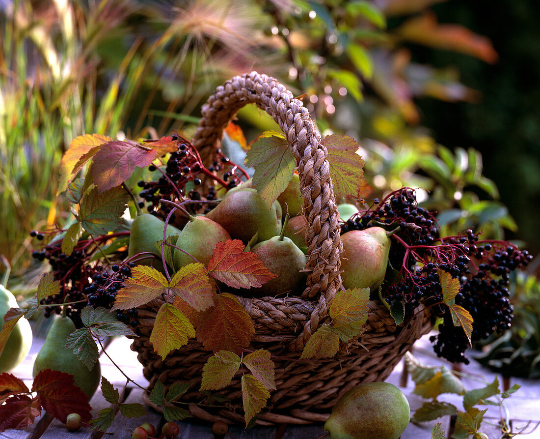 Basket of pyrus (pear), sambucus (elderberry), rubus (blackberry)