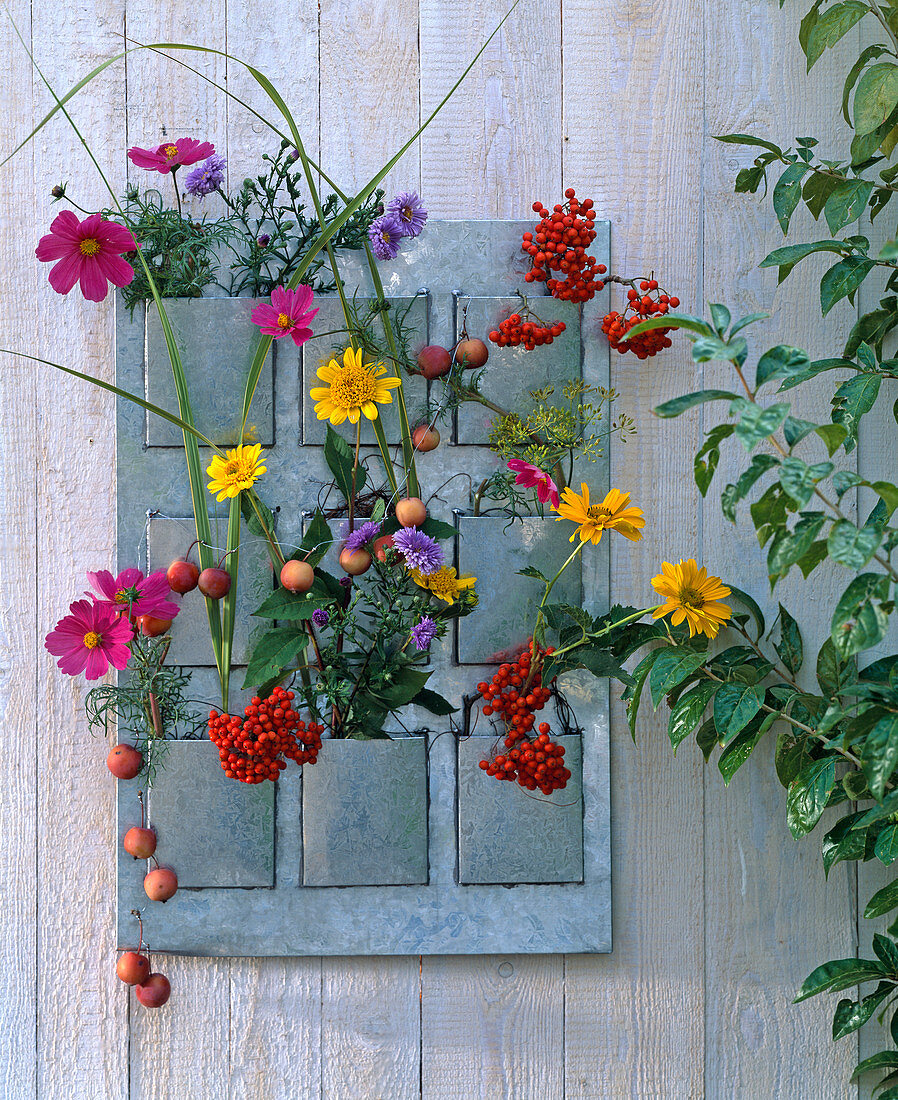 Cosmos / Schmuckkörbchen, Aster / Herbstastern, Sorbus