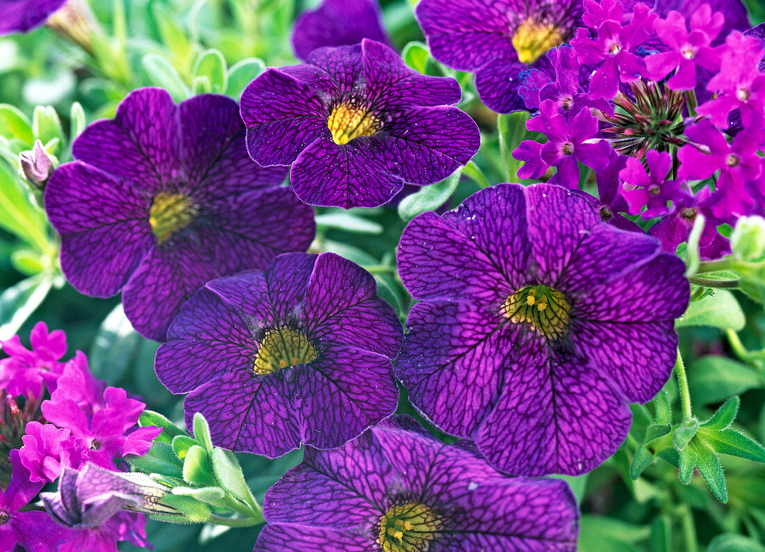 Calibrachoa 'Imperial Purple' (Zauberglöckchen)