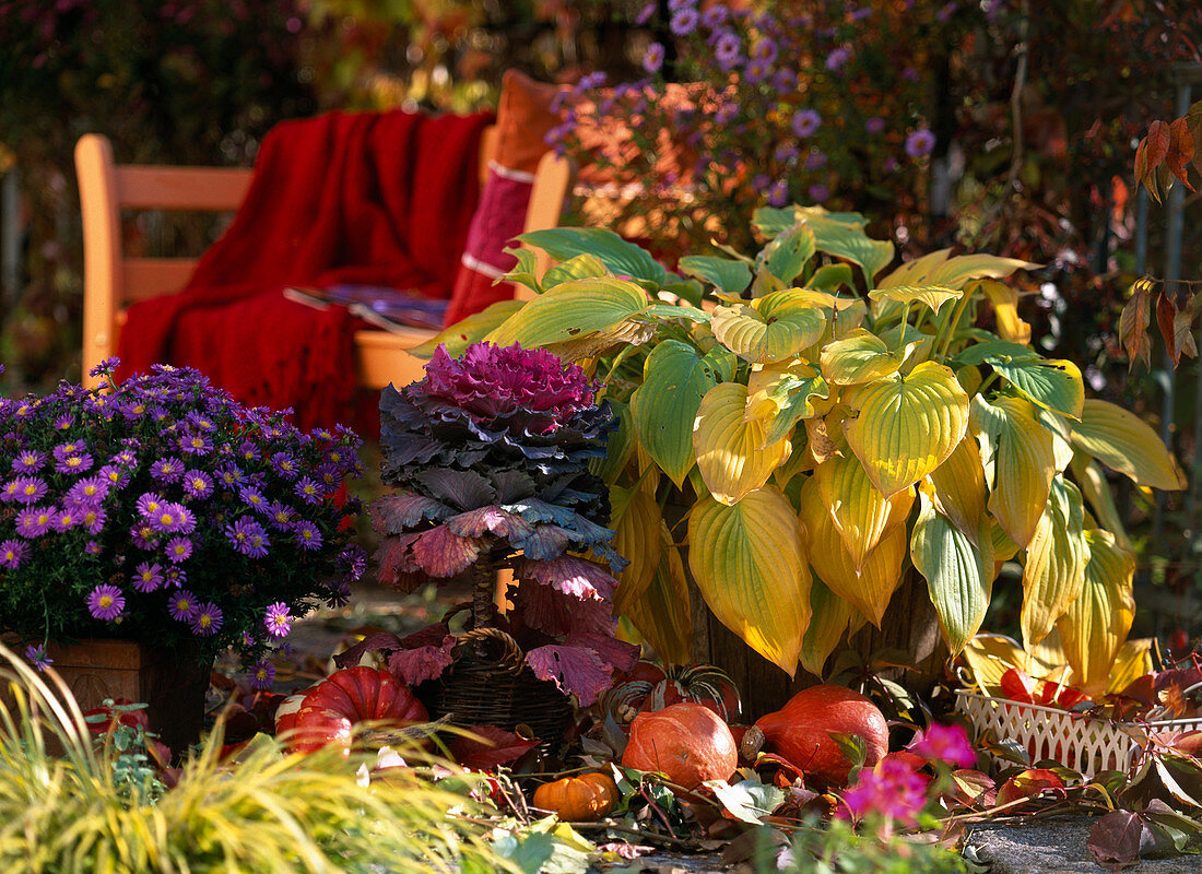 Hosta, Aster, Brassica, Cucurbita