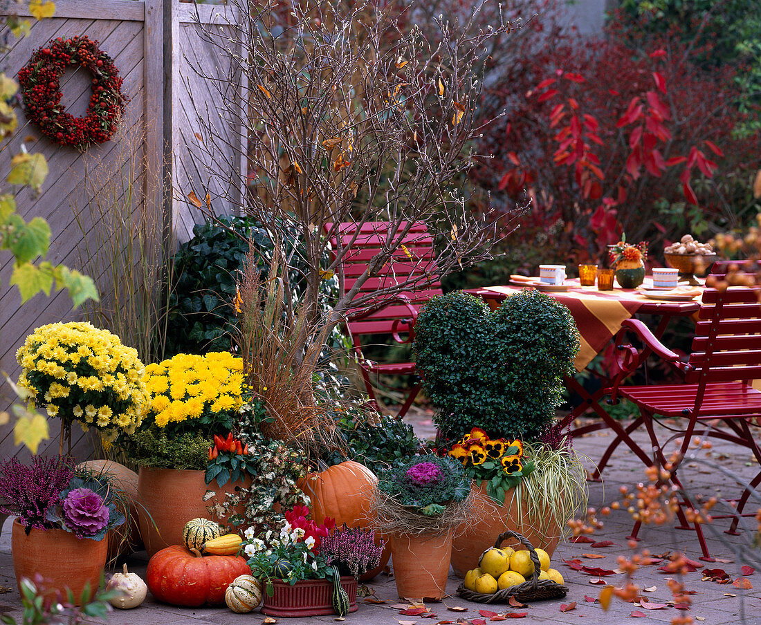 Chrysanthemum / Herbstchrysanthemen, Brassica / Zierkohl, Hedera / Efeu