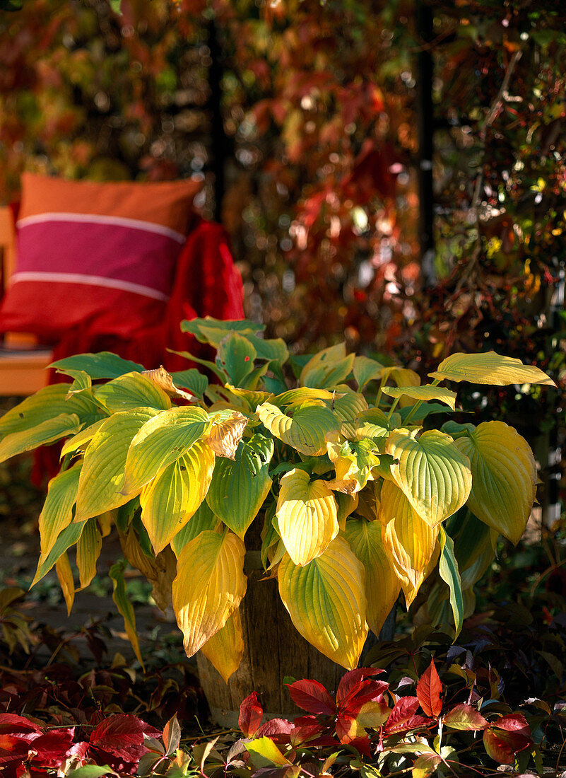 Hosta (Funkie) im Herbstkleid