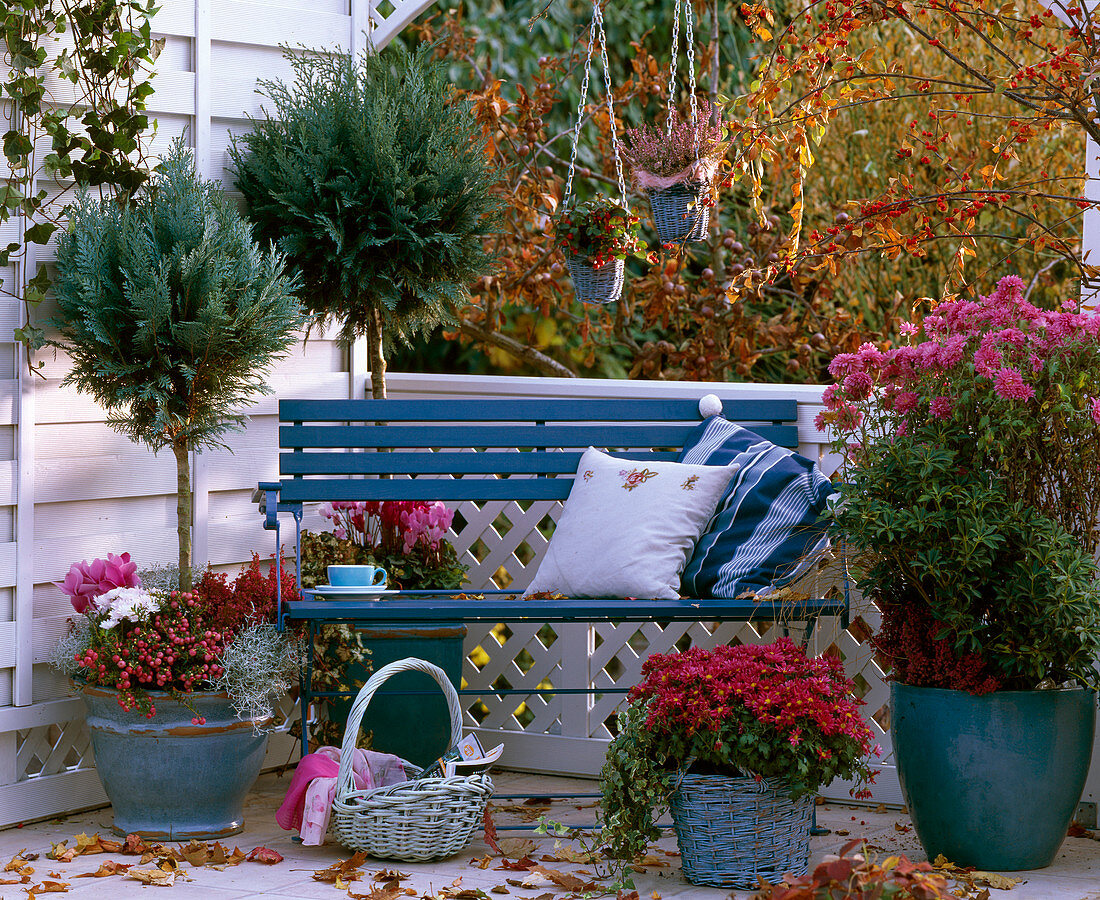 Chamaecyparis / Scheinzypresse, Chrysanthemum, Pieris / Schattenglöckchen, Cucurbit