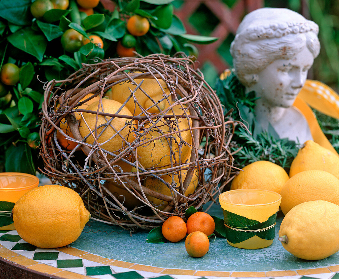 Citrus limon / Zitrone, Citrofortunella microcarpa
