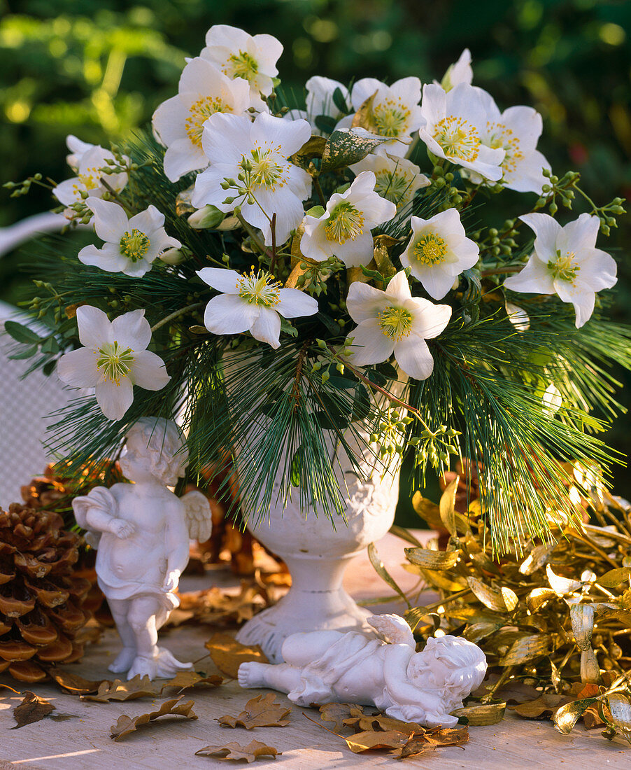 Helleborus niger / Christrose, Pinus strobus / Seidenkiefer