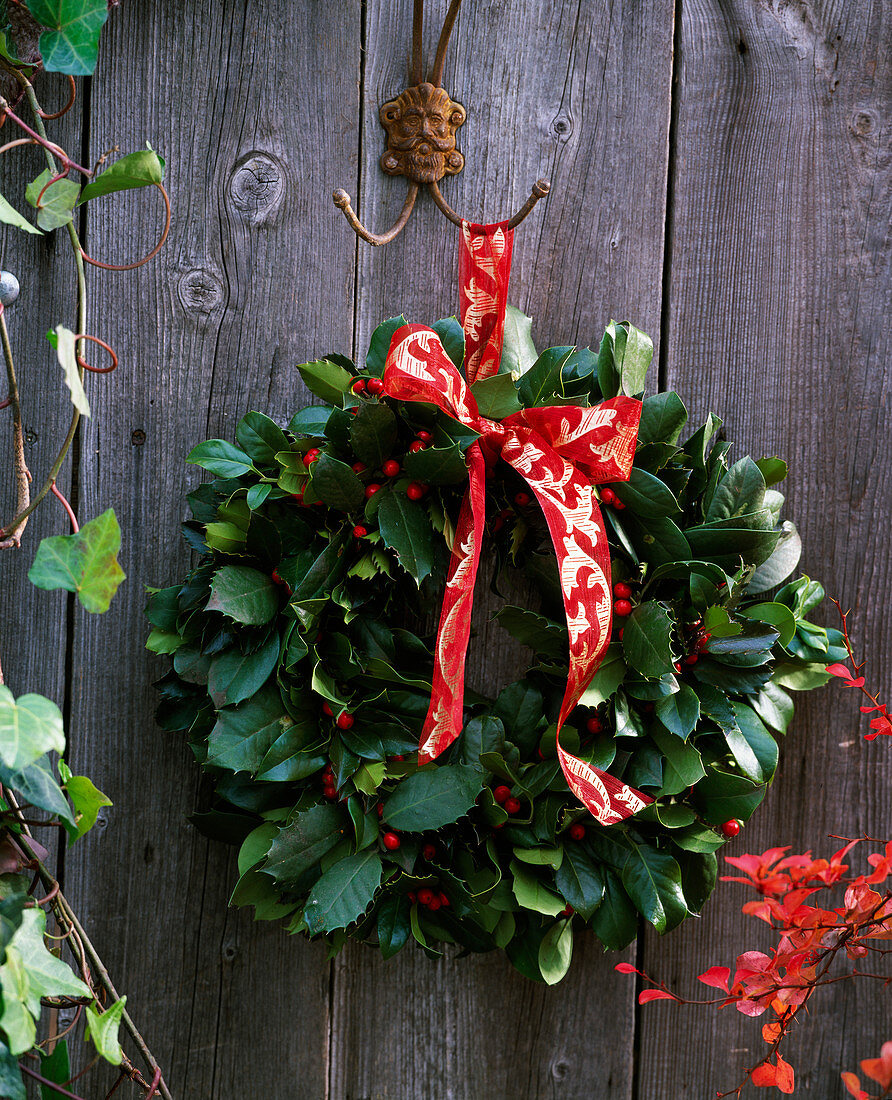 Door wreath with Ilex aquifolium (holly) and red ribbon