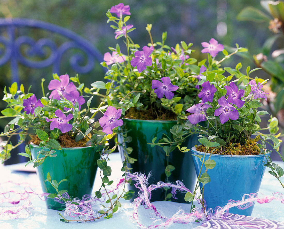 Vinca minor / Immergrün in blauen und grünen Töpfen