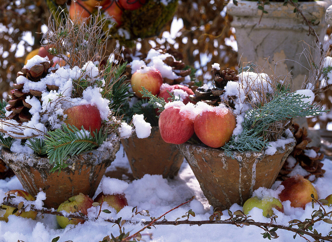 Rustic pots with malus (apple), cupressus (cypress), abies