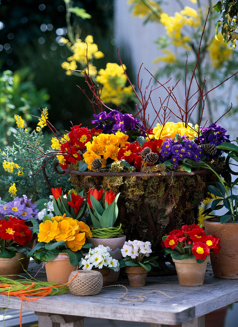 Primula acaulis / Frühlingsprimeln in Metallkorb mit Moos