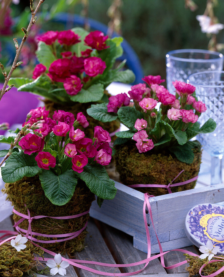 Primula acaulis 'Double Rose' / gefüllte Frühlingsprimeln, Töpfe