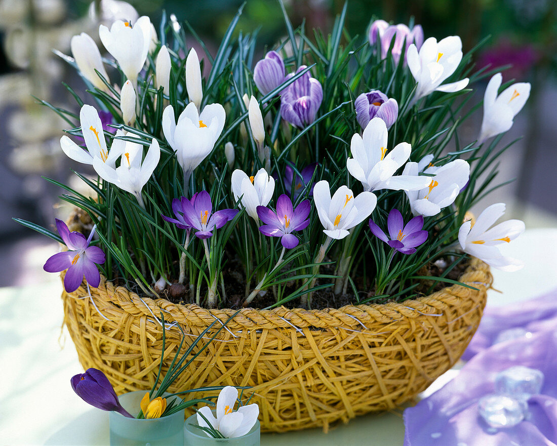 Crocus, white, purple and striped in the yellow basket