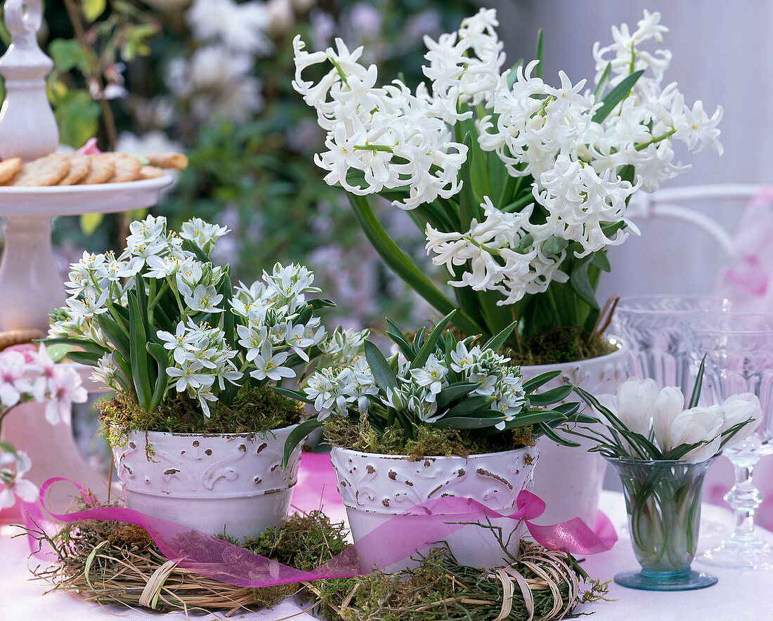 Ornithogalum umbellatum / Stern von Bethlehem, Hyacinthus