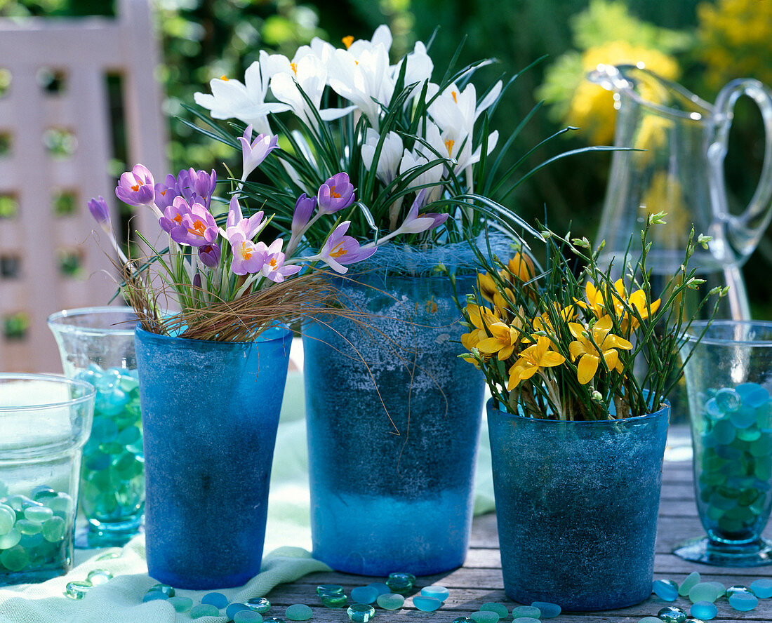 Crocus (yellow, white, purple) in glass pots (blue-frost)