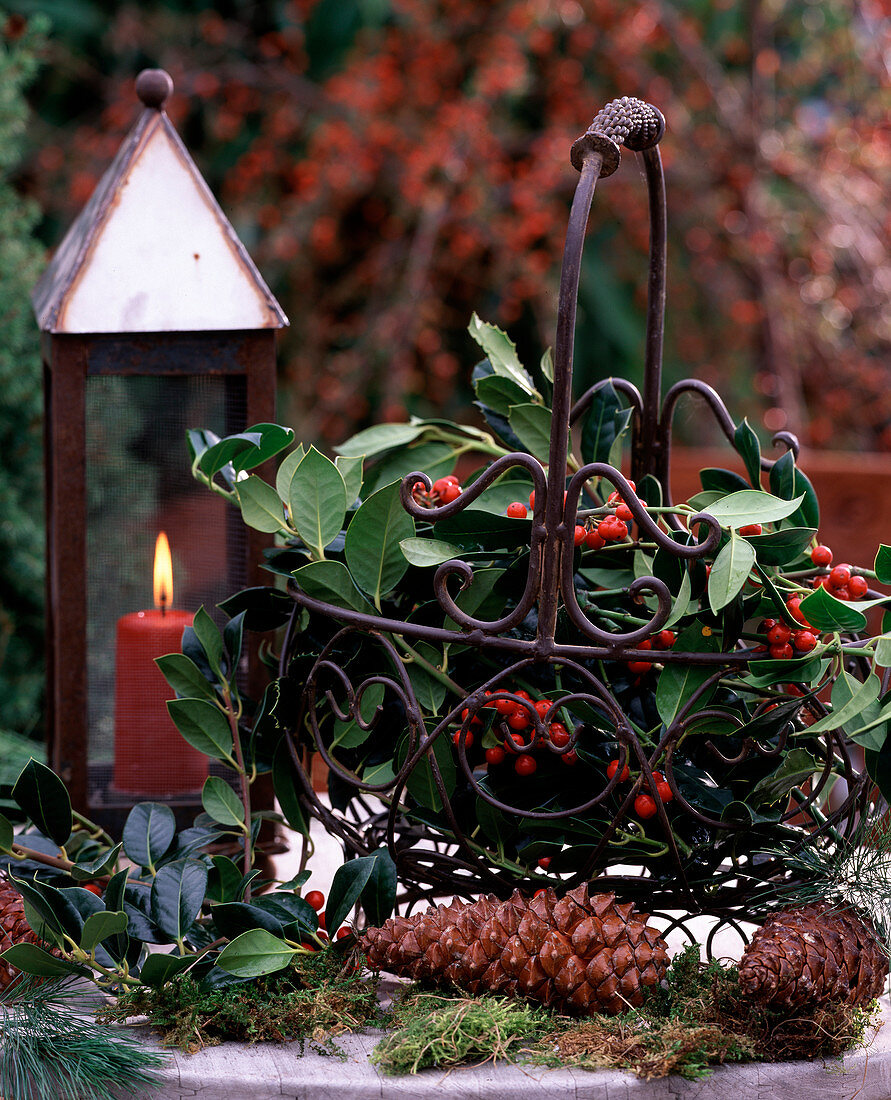Metal basket and lantern, Ilex aquifolium 'Van Tol'- Holly, Pinus