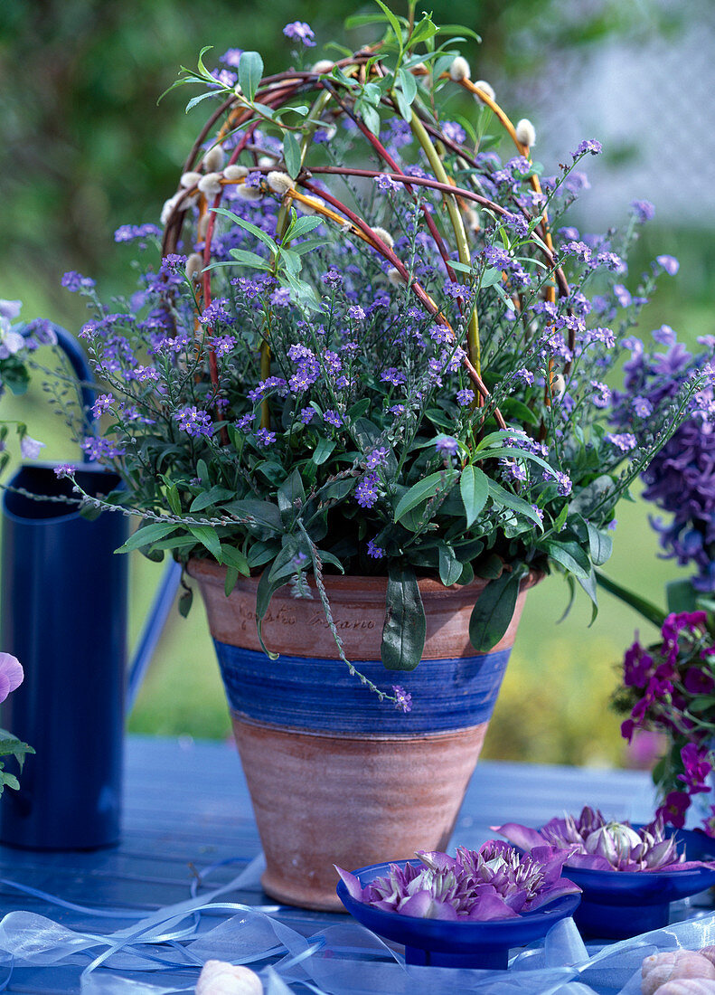 Myosotis / Vergißmeinnicht, Salix / Weidenzweige als Deko ziehen