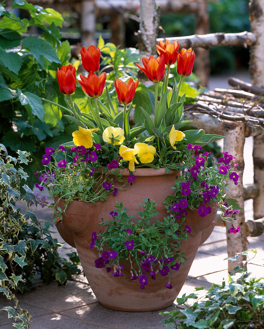Tulipa 'Deshima' / Tulpen, Viola / Stiefmütterchen, Aubrieta