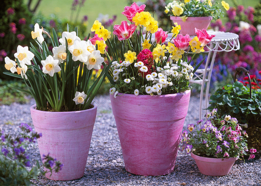 Narcissus 'Pipit', 'Trevithian', (Narcissus), Tulipa 'Crispa'