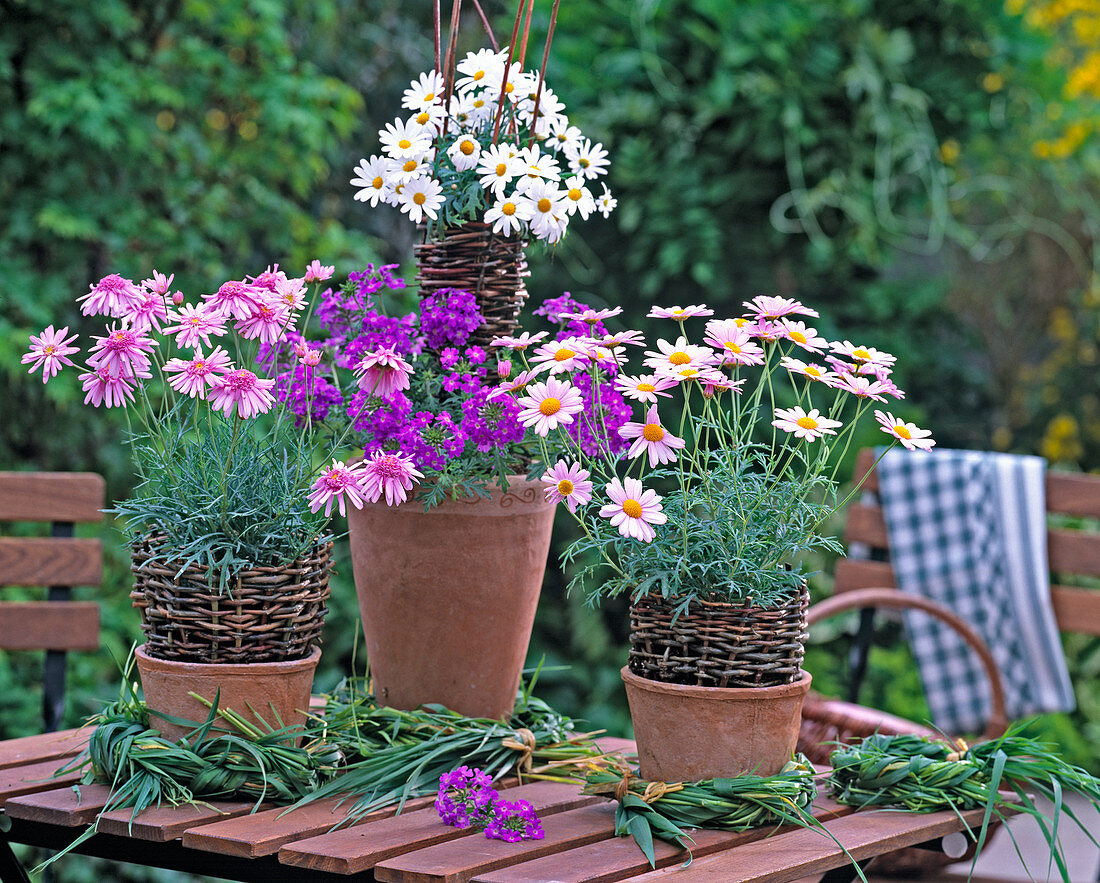 Argyranthemum 'Summer Star', 'Pink', 'Dana' (Marguerite), Verbena