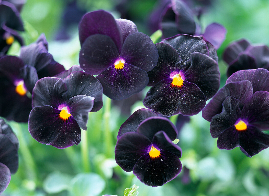Viola cornuta sorbet ‘Black Delight’ … – Buy image – 12120888 living4media