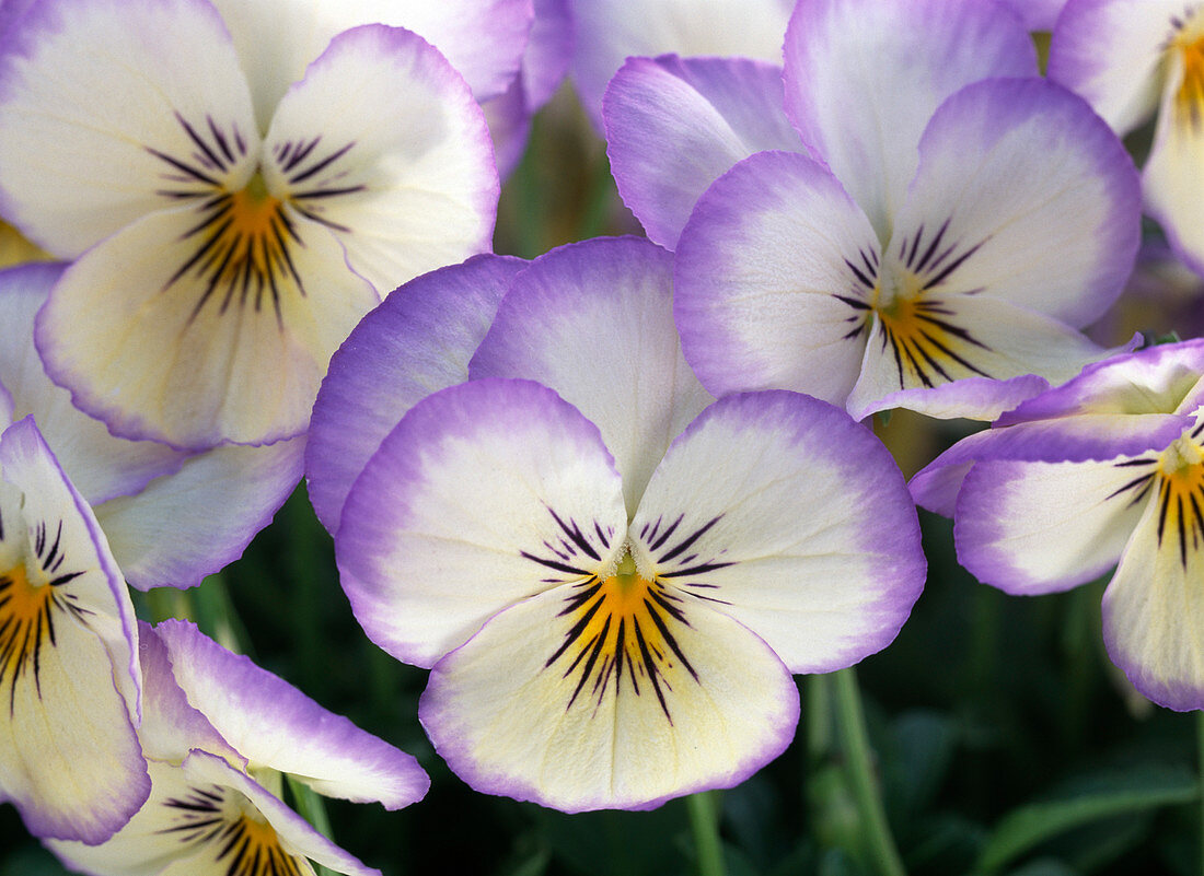 Viola cornuta Sorbet 'Coconut Swirl' / Hornveilchen