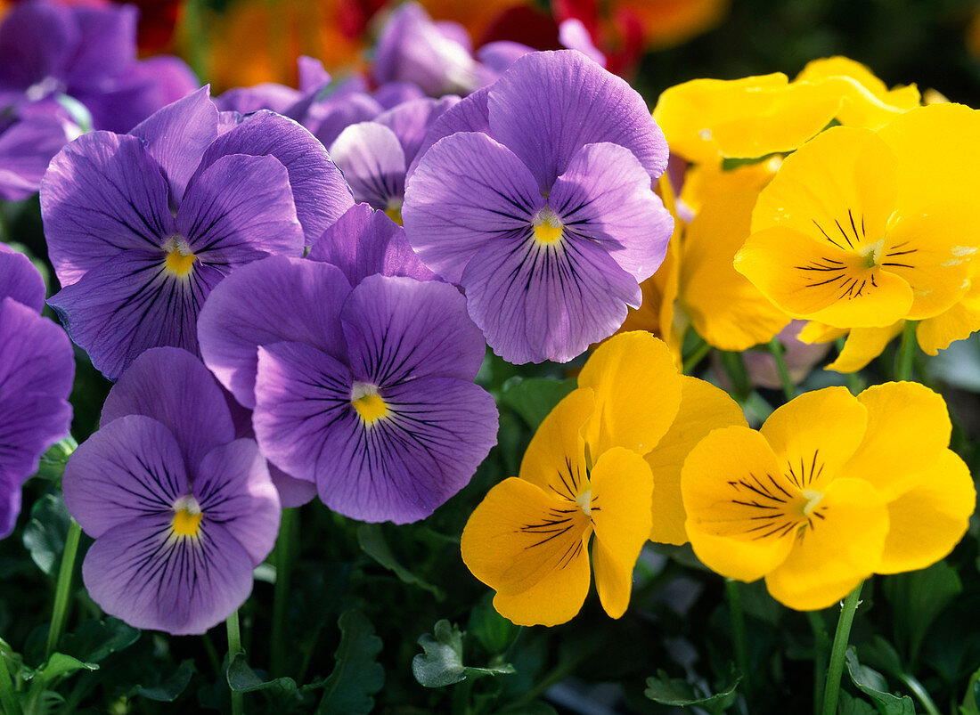 Viola cornuta 'Princess Blue' u. 'Sorbet Yellow Delight'