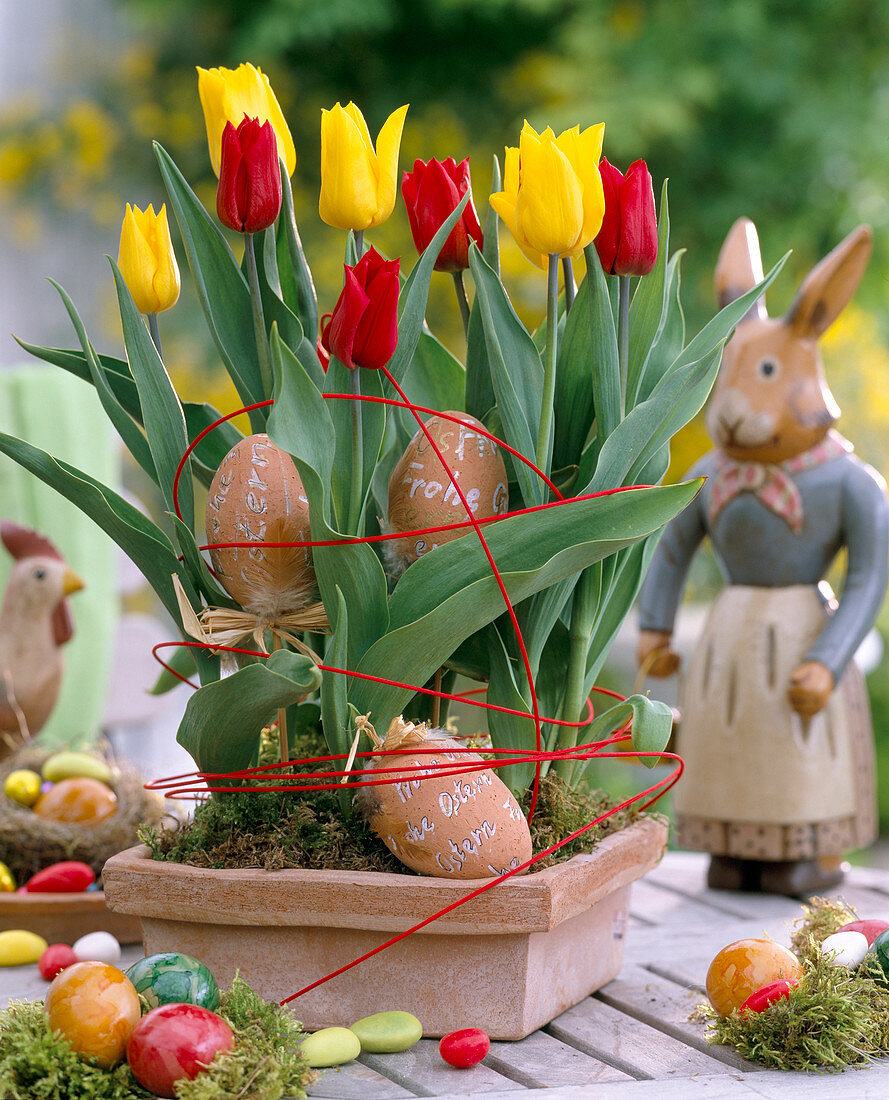 Tulipa / Tulpen in Terracottaschale mit Eiern dekoriert