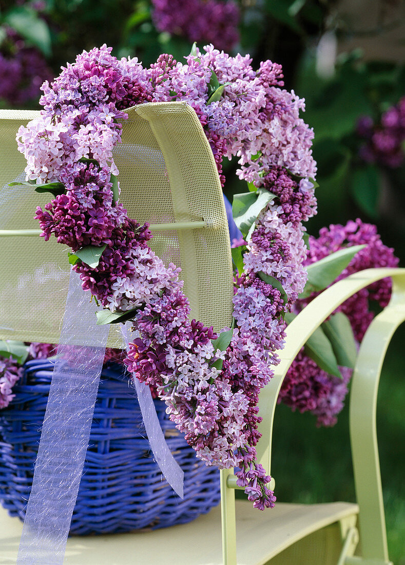 Syringa vulgaris, heart of lilac flowers hanged on the back of the chair