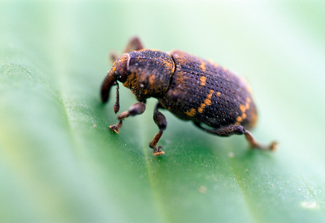 Otiorynchus sulcatus (Black-weevil)