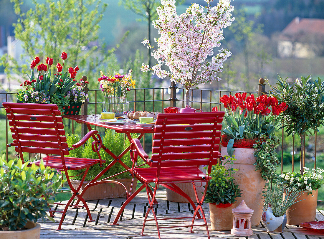 Prunus incisa / Japanische Zierkirsche, Tulipa 'Red Parrot'