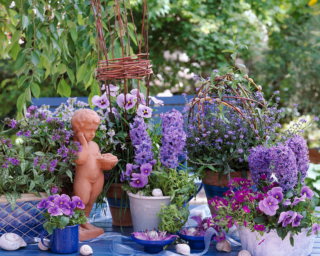 Hyacinthus / Hyazinthen, Viola / Stiefmütterchen