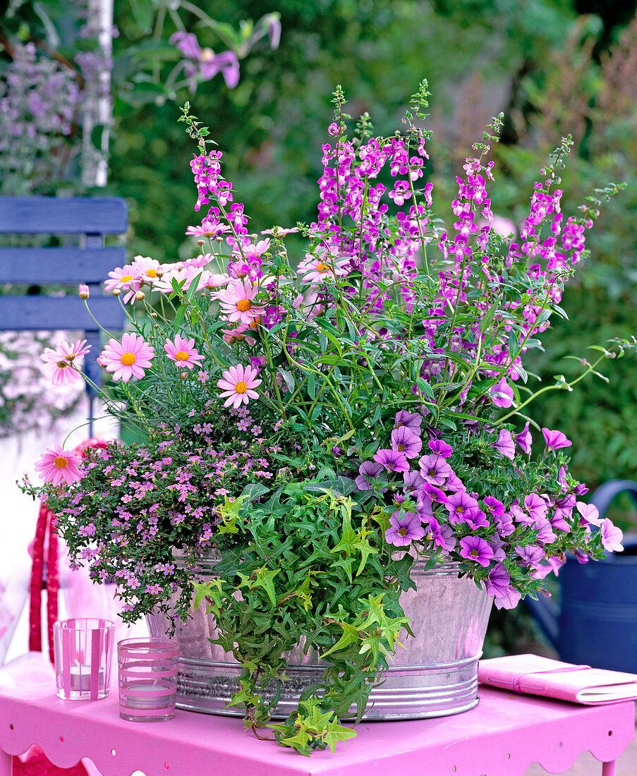 Angelonia / Engelsgesicht, Argyranthemum 'Crazy Daisy Pink'