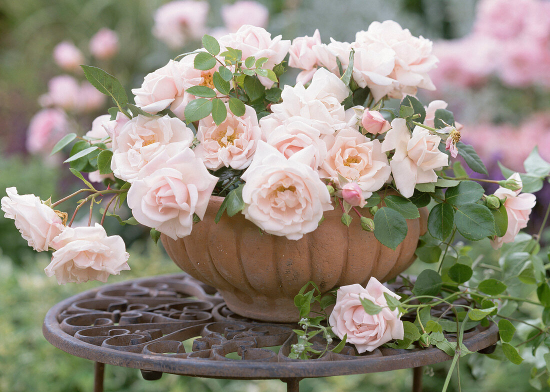 Rose 'New Dawn' (climbing rose) as a arrangement in clay bowl