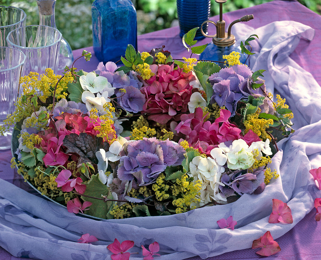 Hydrangea, blue, white and pink, Alchemilla