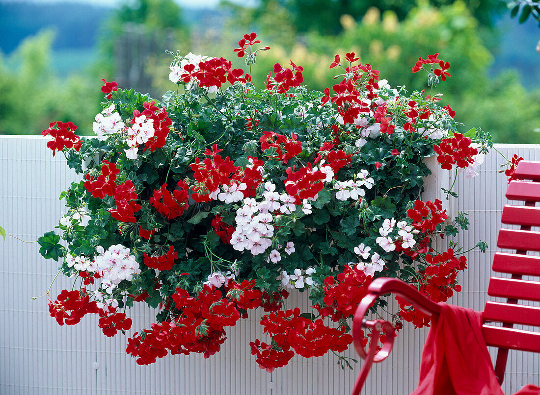 Pelargonium peltatum / Hängegeranien rot und weiß