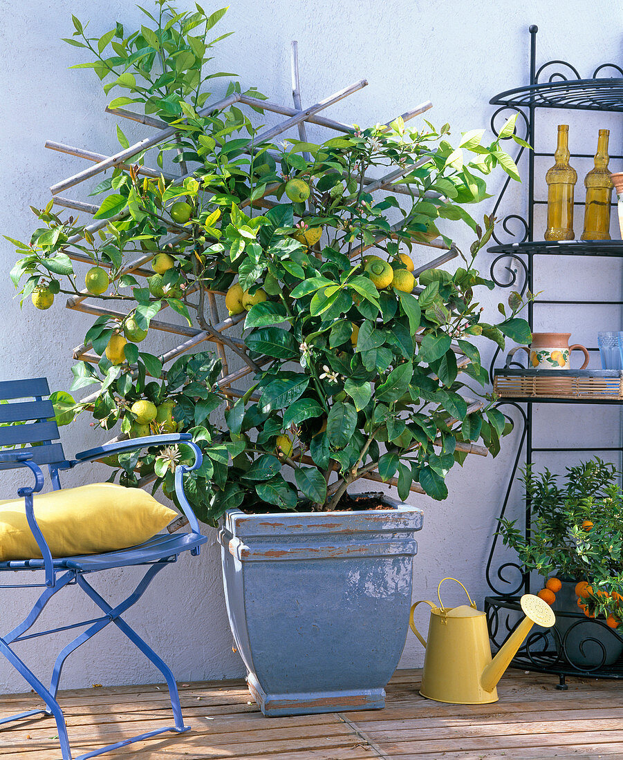 Citrus limon (lemon) on a trellis in a square pot